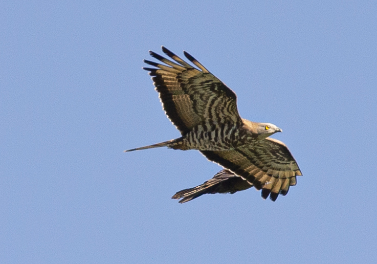 Falco pecchiaiolo e Cornacchia grigia